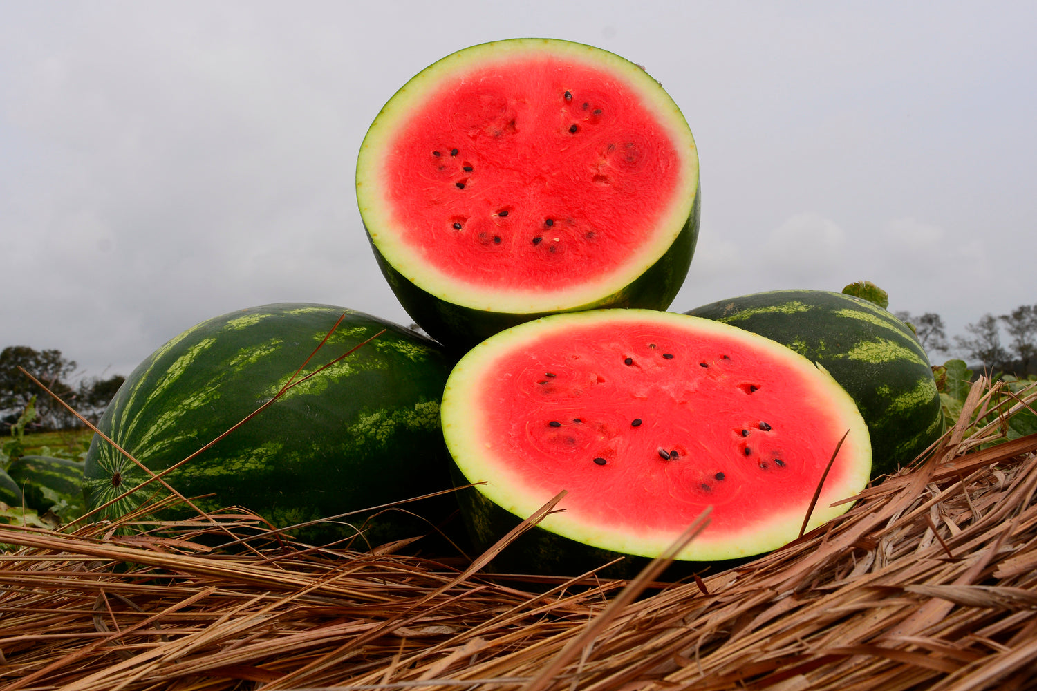 Sandia Magnifica Sobre 5 Millares