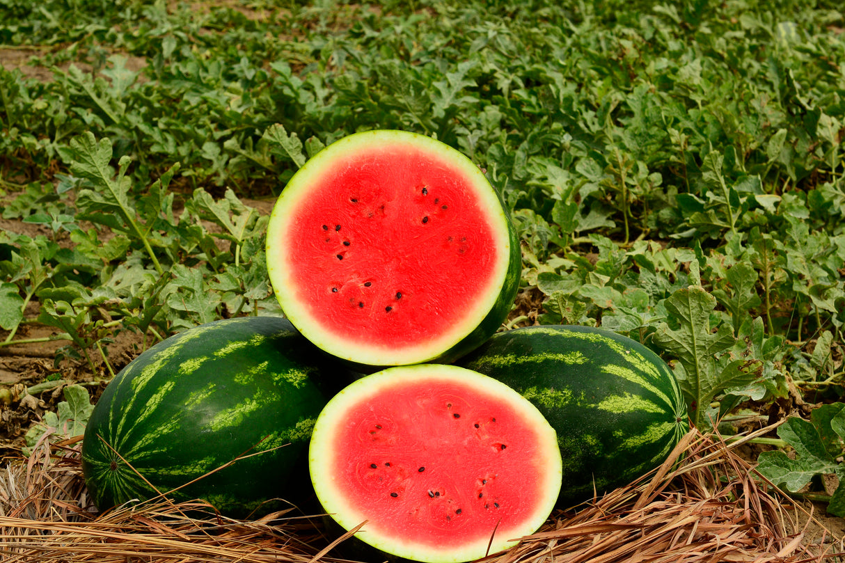 Sandia Magnifica Sobre 5 Millares