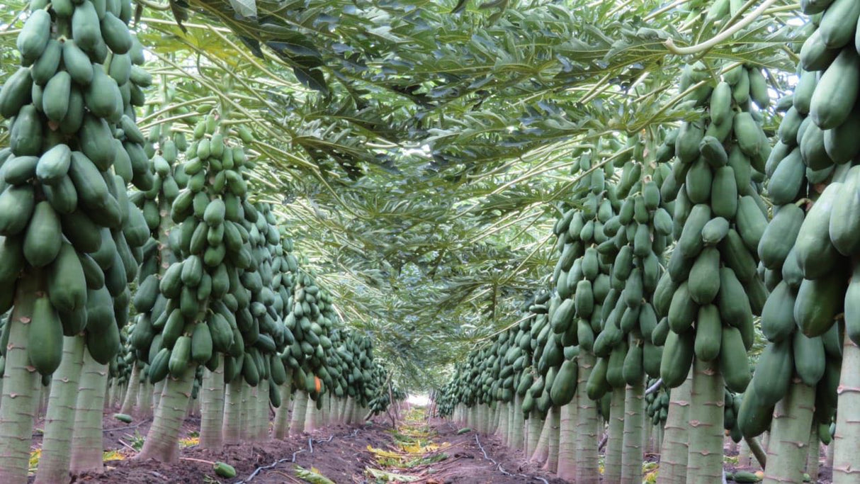 Papaya Maradol Sobre 2.5 millares sin tratamiento