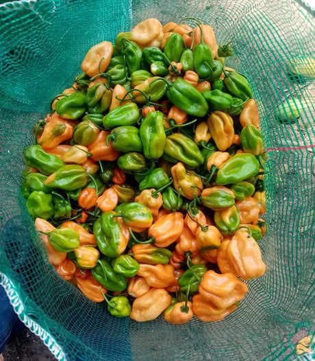 Chile habanero naranja MSC-1085 sobre 1 millar