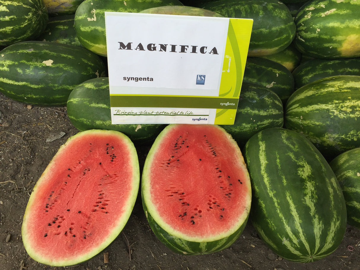 Sandia Magnifica Sobre 5 Millares
