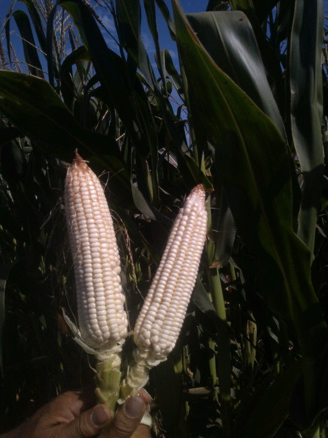 Maíz Elotero E103 Saco 60 Millares Med-P