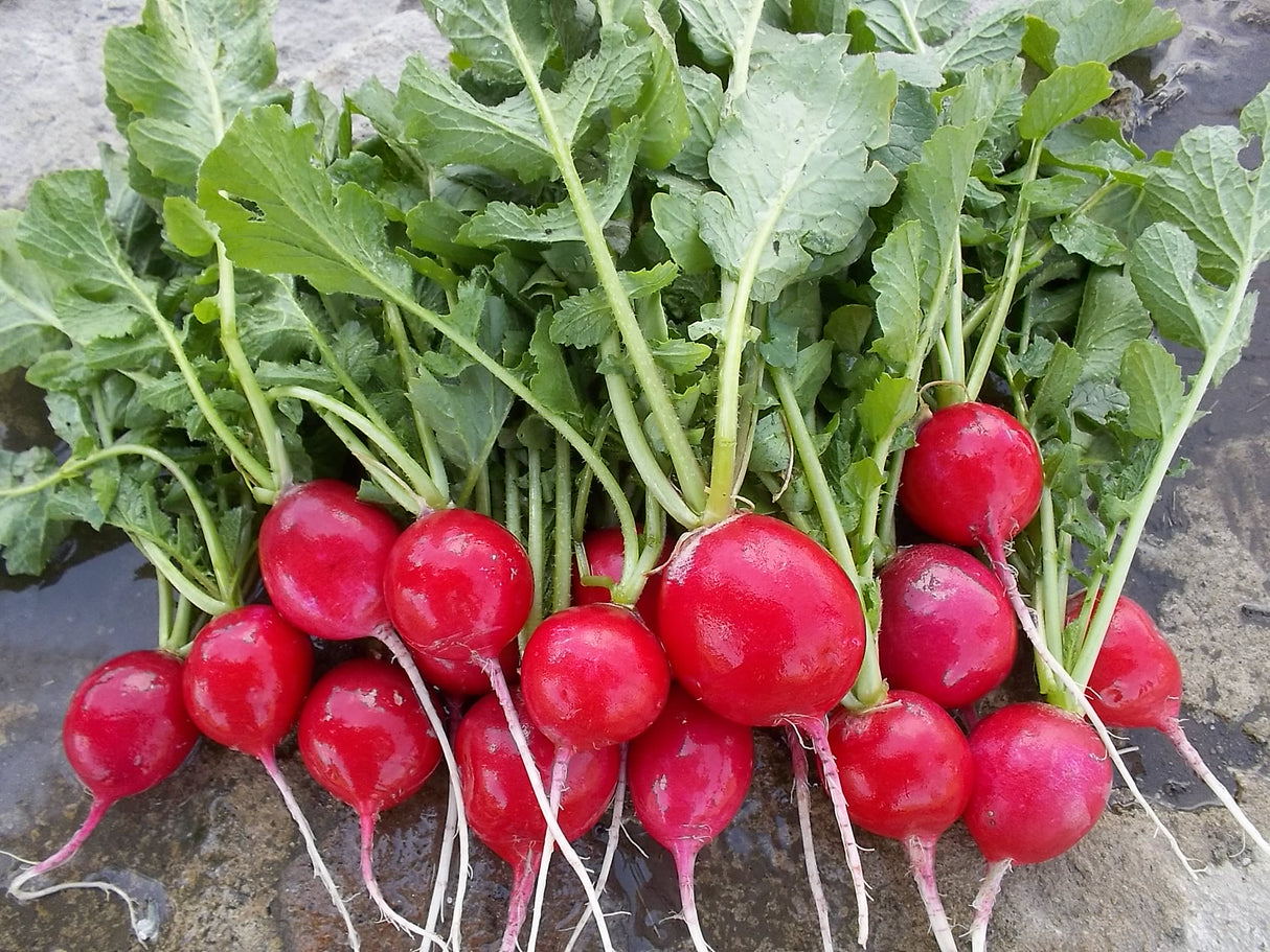 Rábano Maviri Saco de 10 Kg