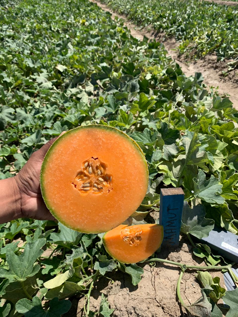 Melon Mamut Sobre 15Millar