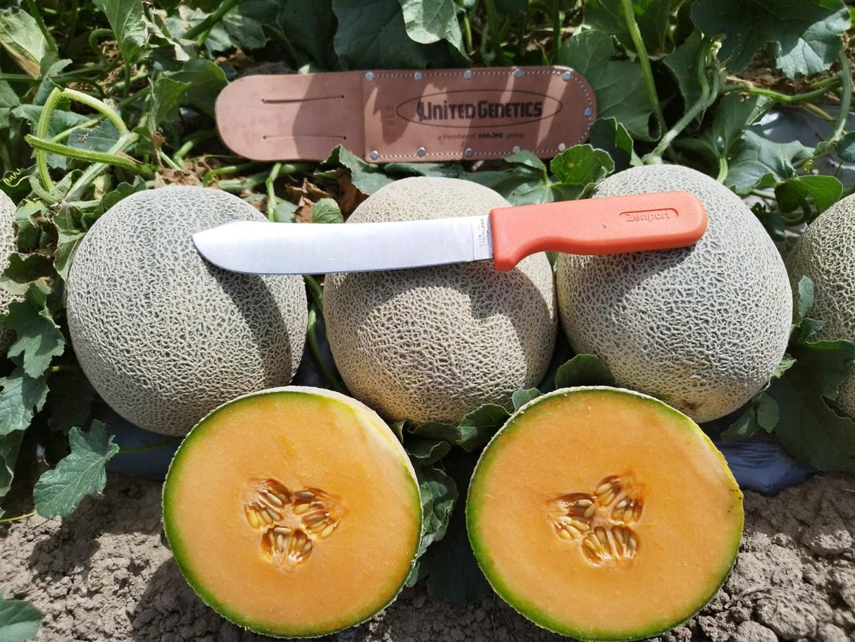 Melon El Grande sobre 15 millares