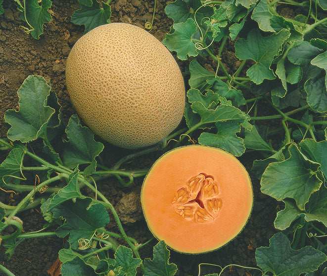 Melon Ovation Sobre 15 Millares