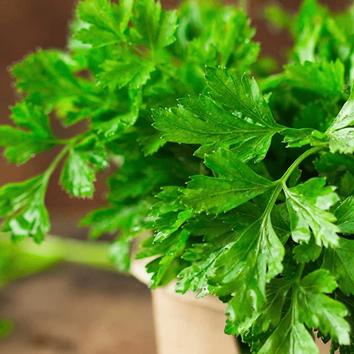 Perejil Italian Dark Green Sobre 1 libra