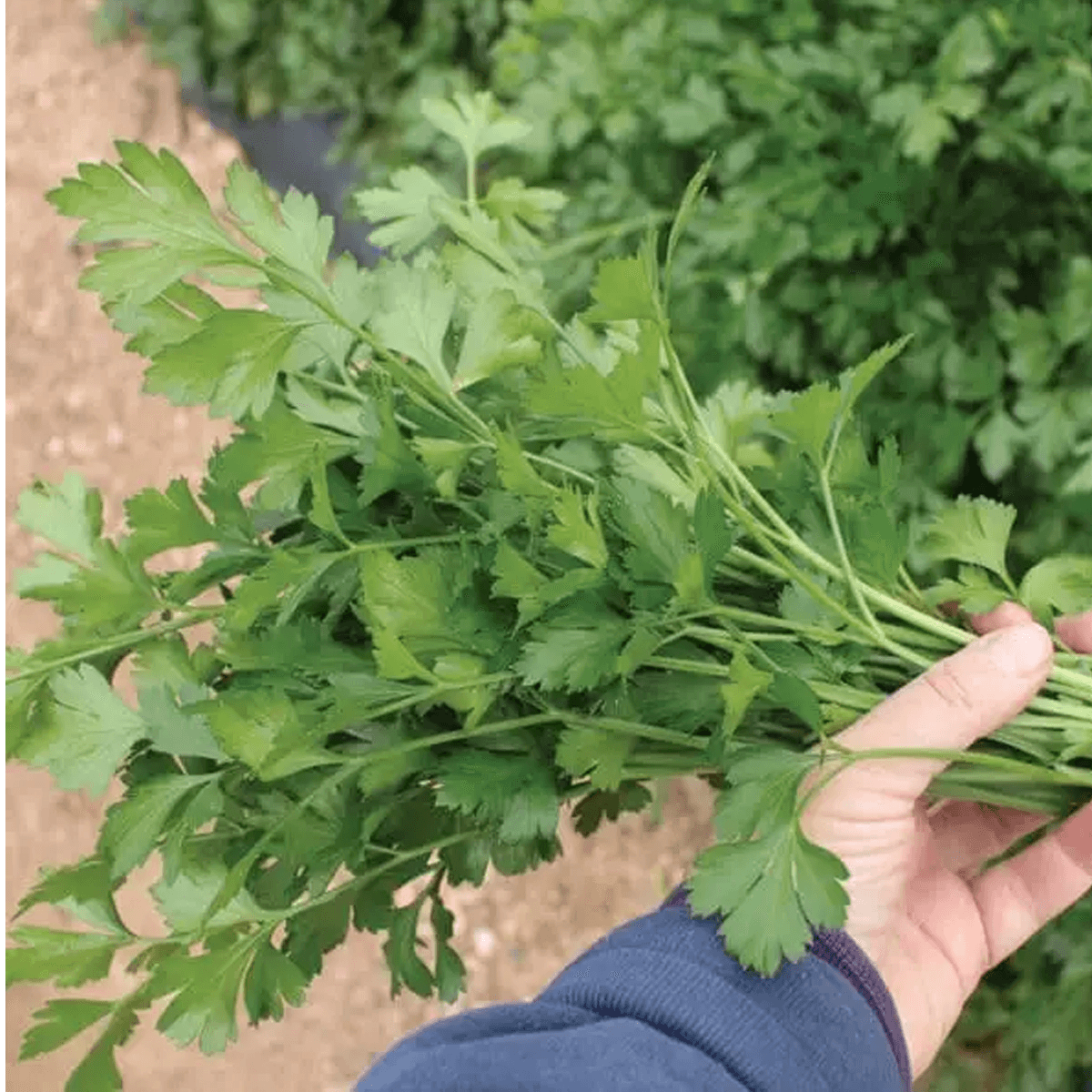 Perejil Italian Dark Green Sobre 1 libra