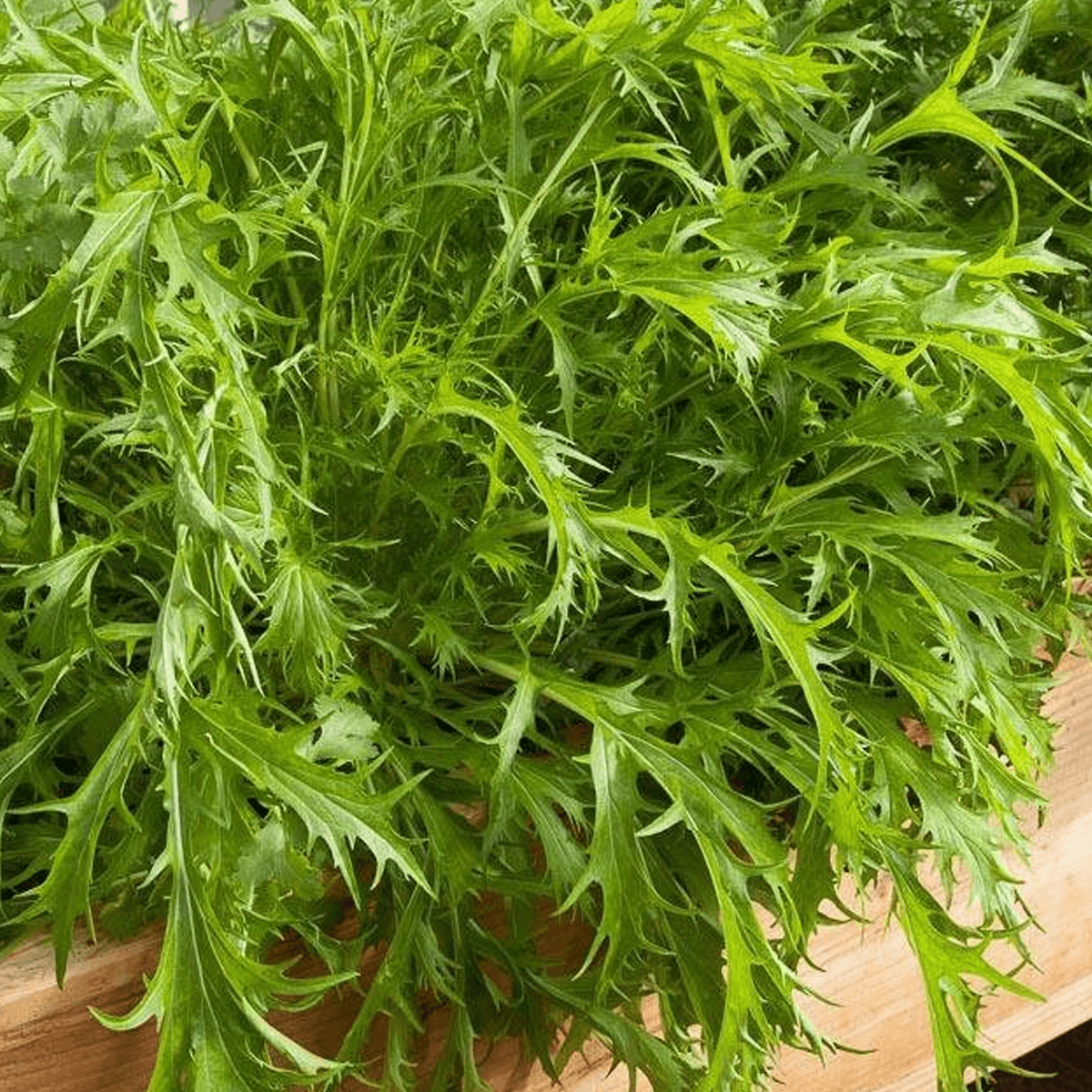 Mostaza Mizuna Sob 1 Lb