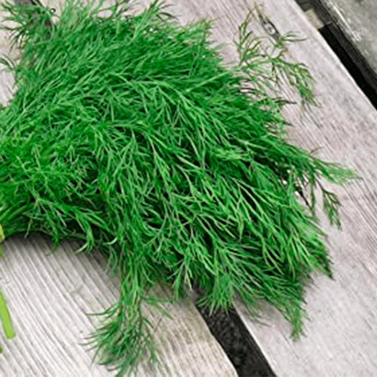 Eneldo Bouquet Saco 25 Lb