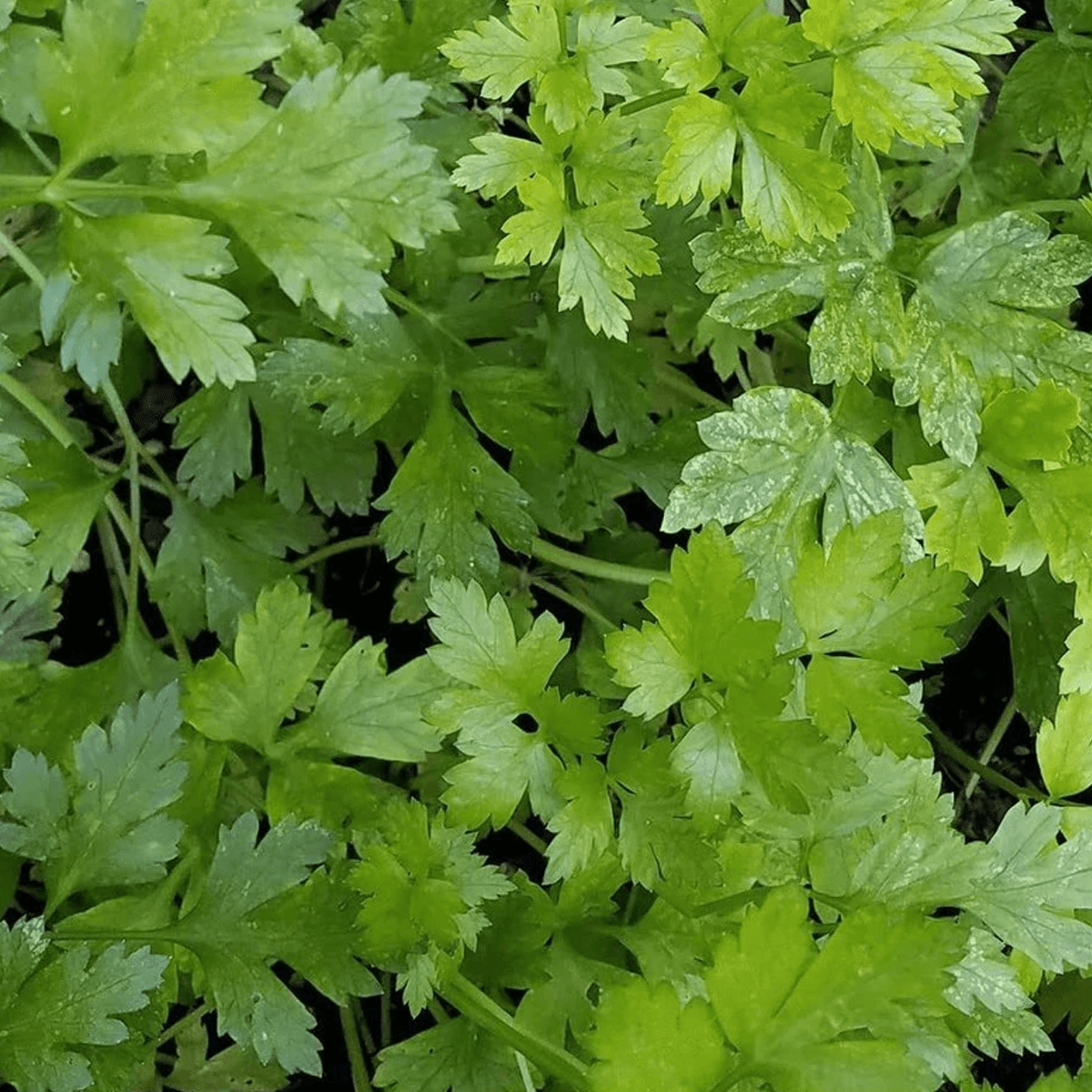 Perejil Italian Dark Green Sobre 1 libra