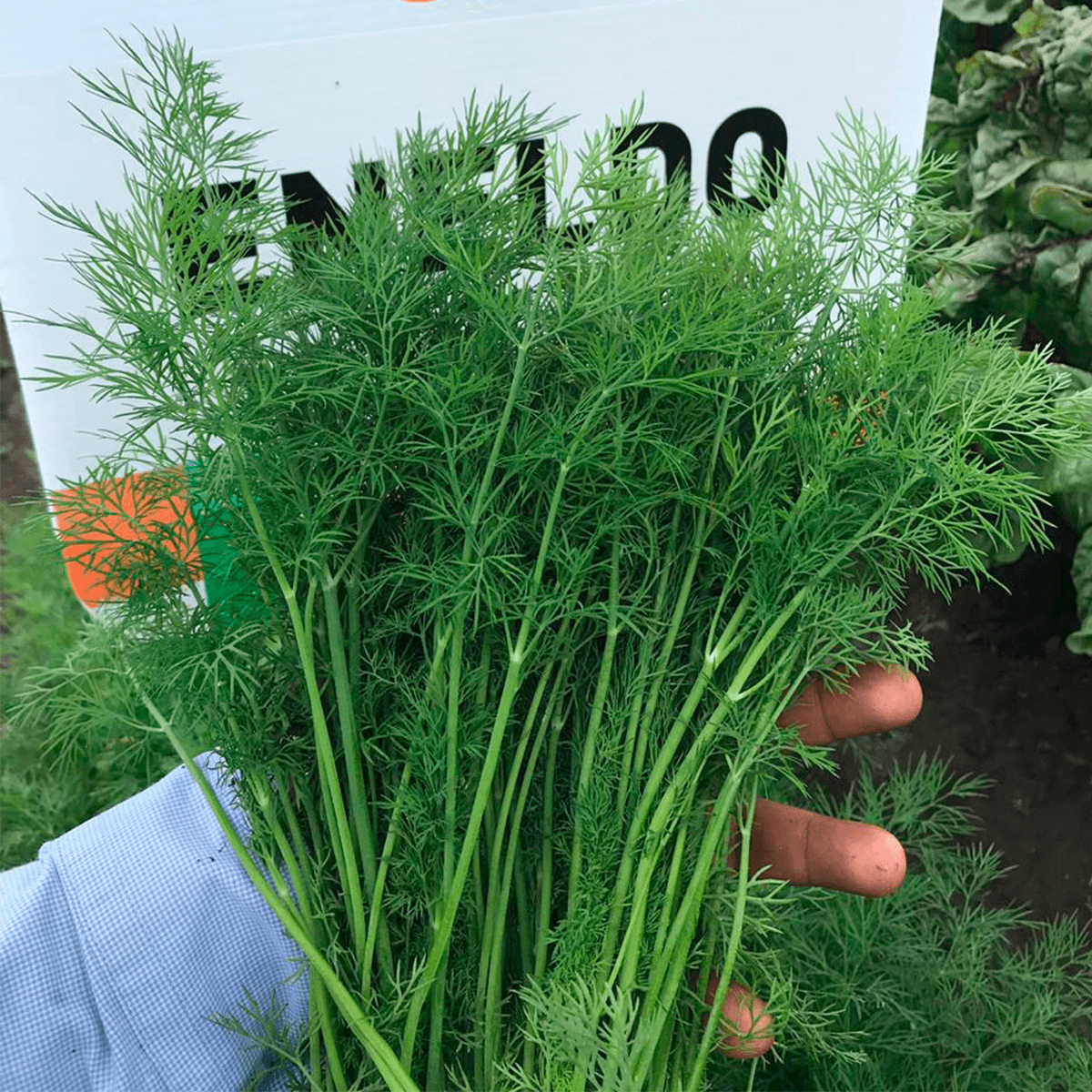 Eneldo Bouquet Saco 25 Lb