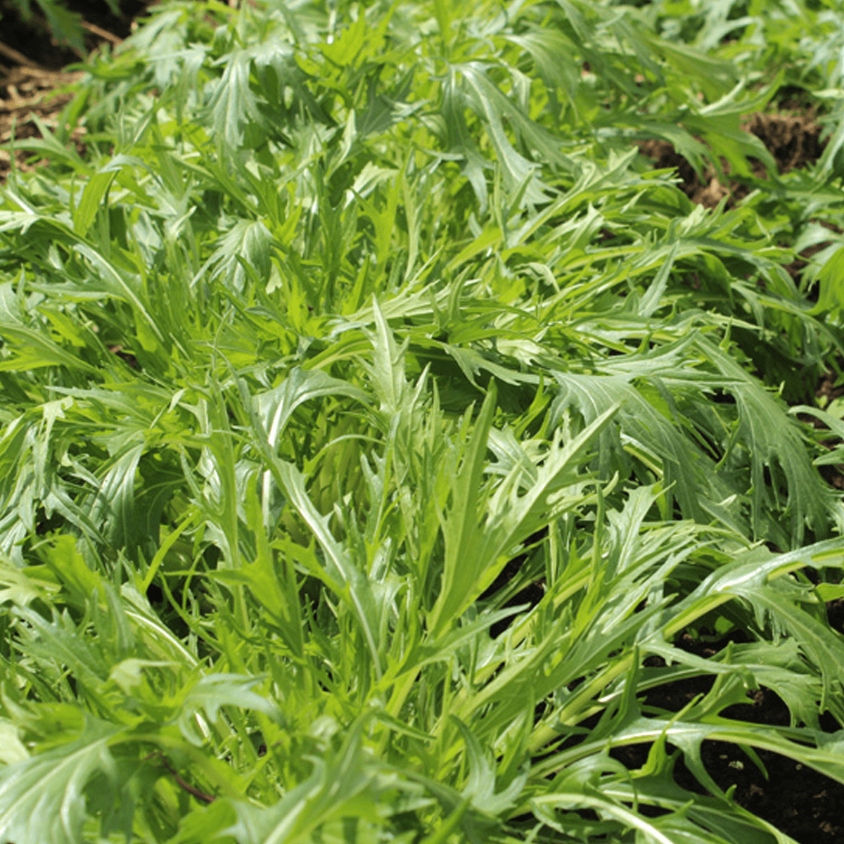 Mostaza Mizuna Sob 1 Lb