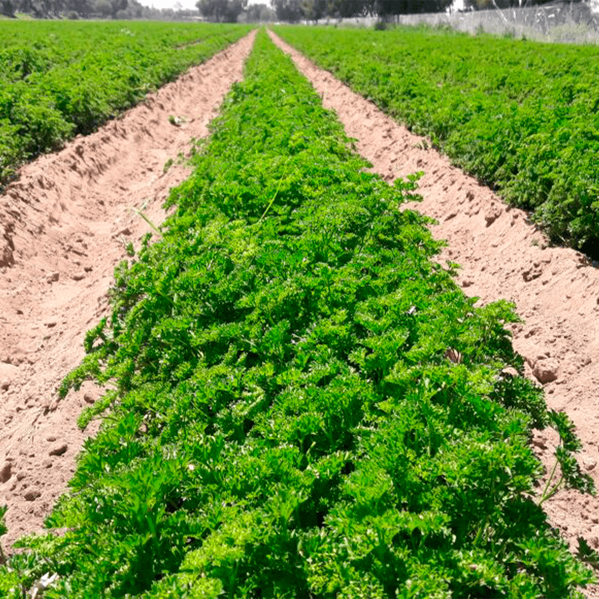 Perejil chino Forest Green  1Lb