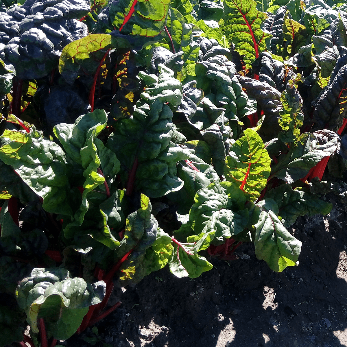 Acelga Ruby Red Sin tratamiento Sobre 1 Lb