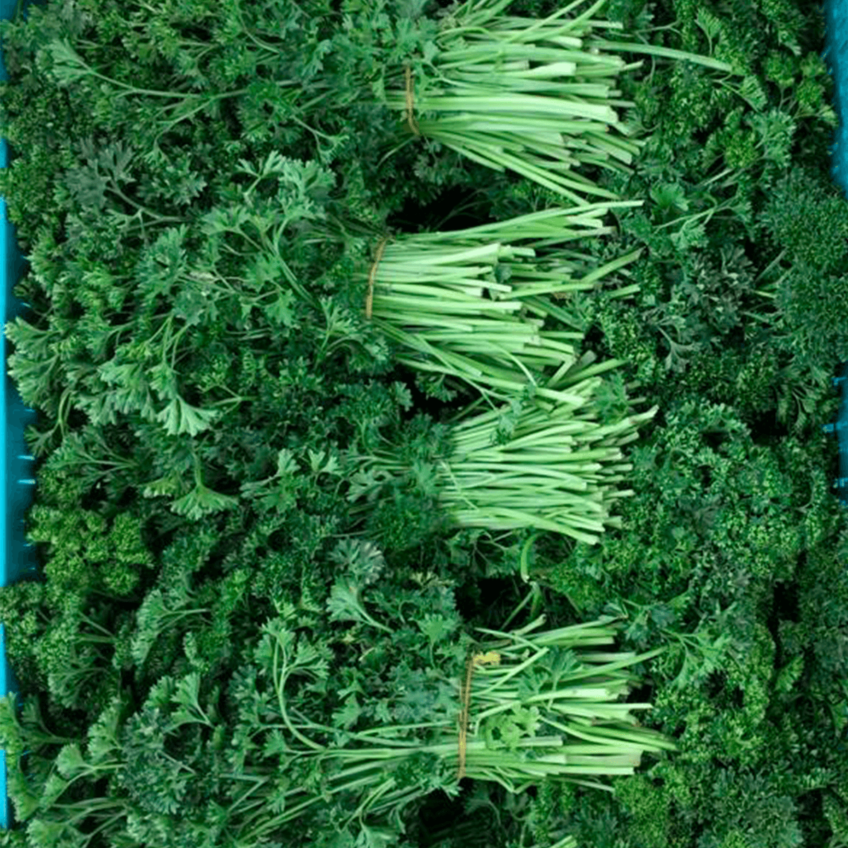 Perejil chino Forest Green  1Lb