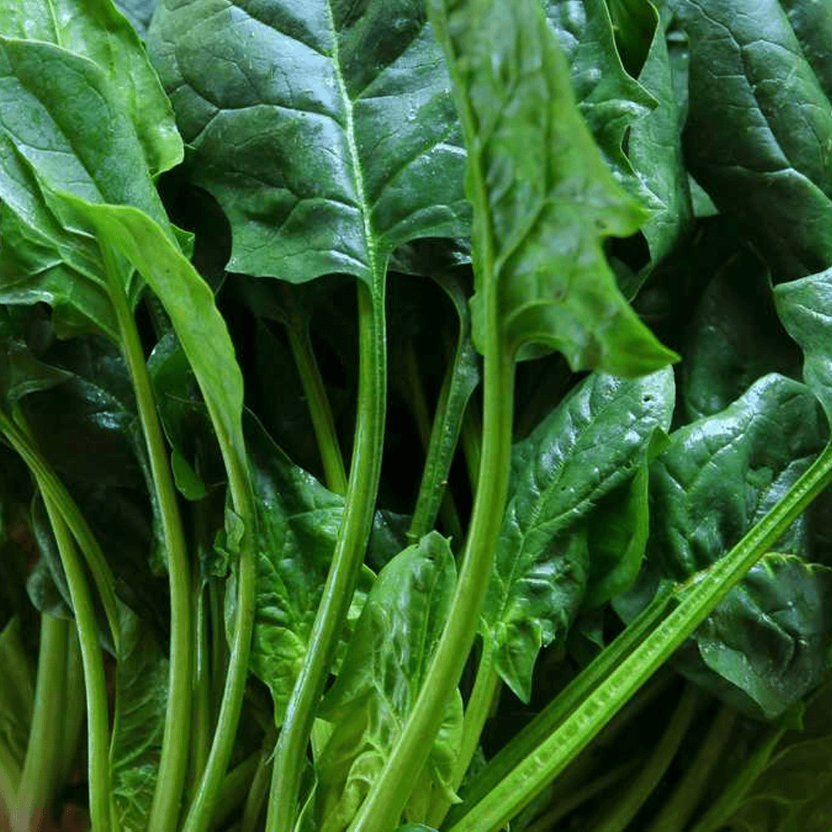 Espinaca Sobre 0.9 Gr