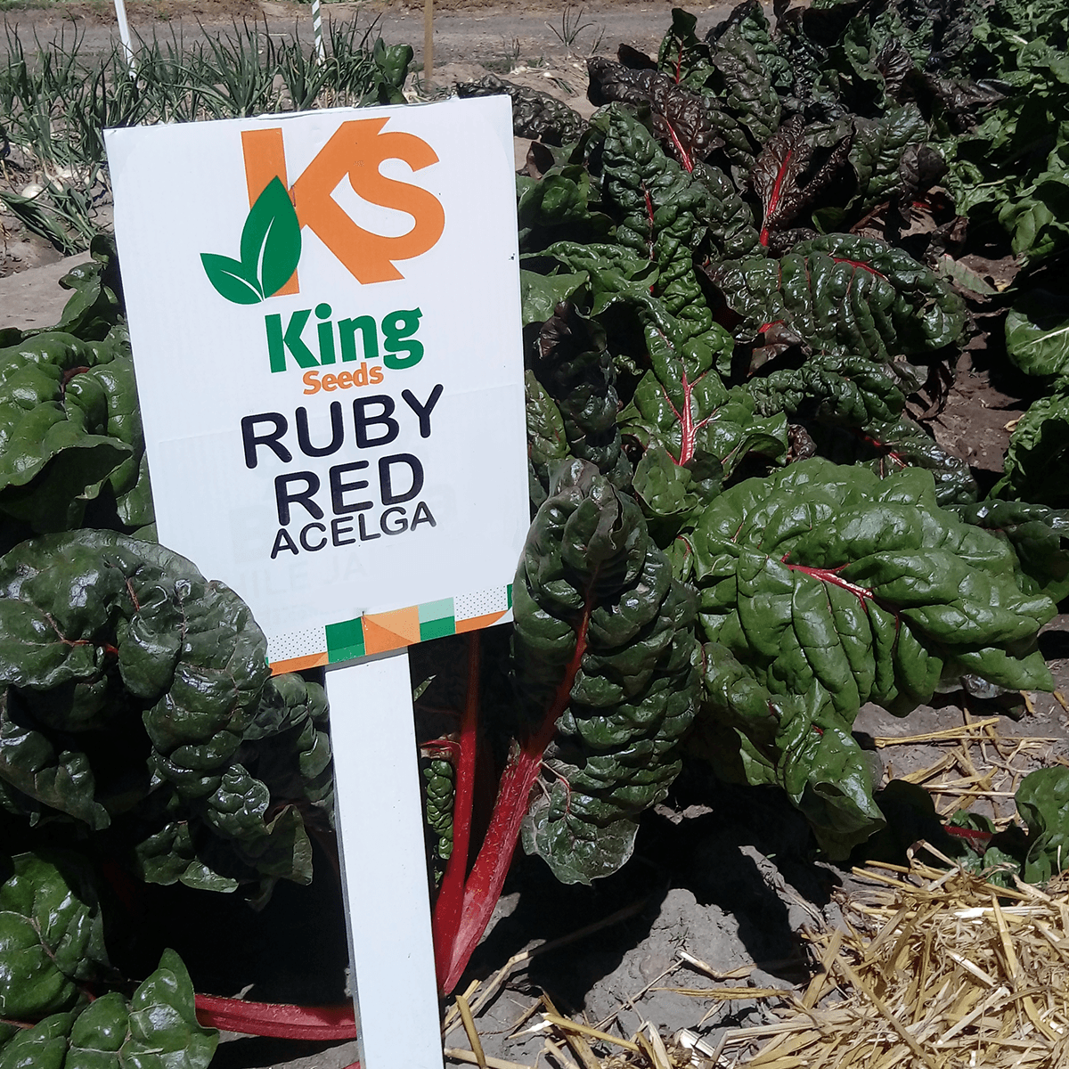 Acelga Ruby Red Sin tratamiento Sobre 1 Lb