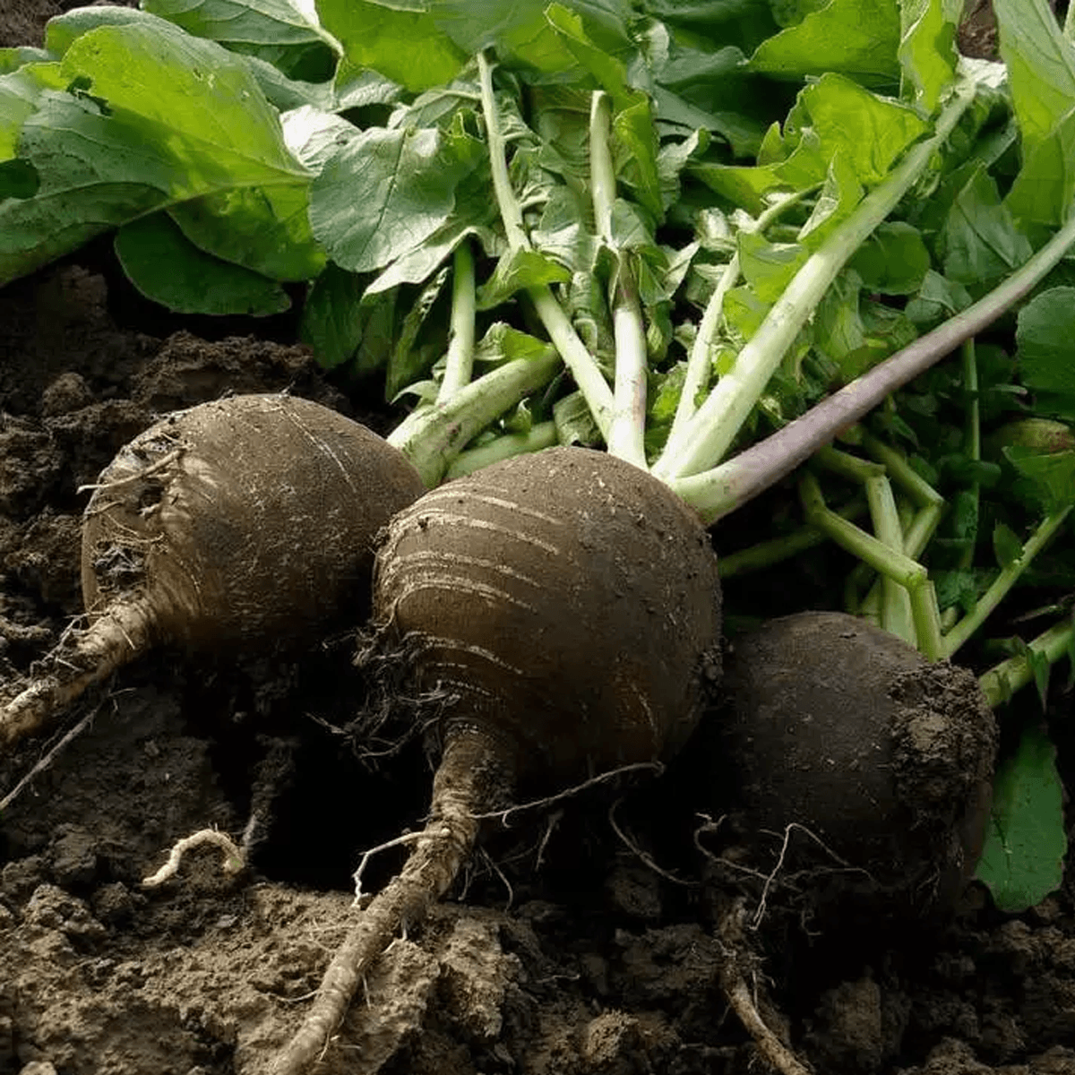 Rabano Negro Sobre 1Lb