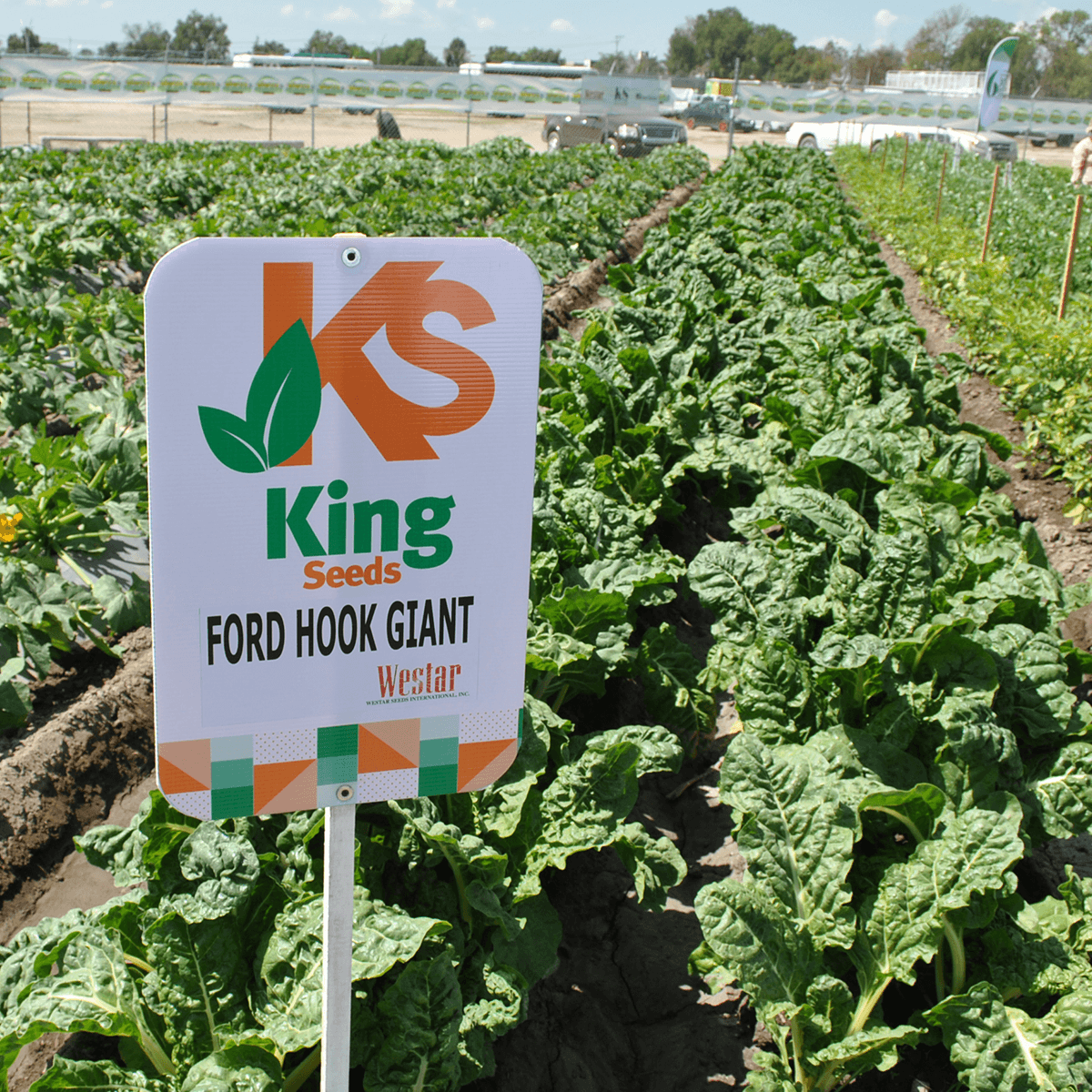 Acelga Fordhook Giant Sobre 1 Lb