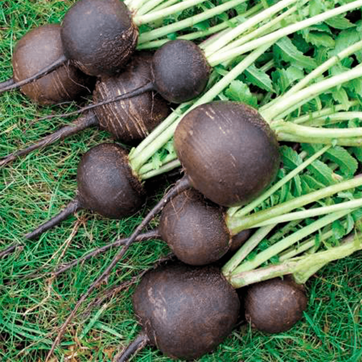 Rabano Negro Sobre 1Lb