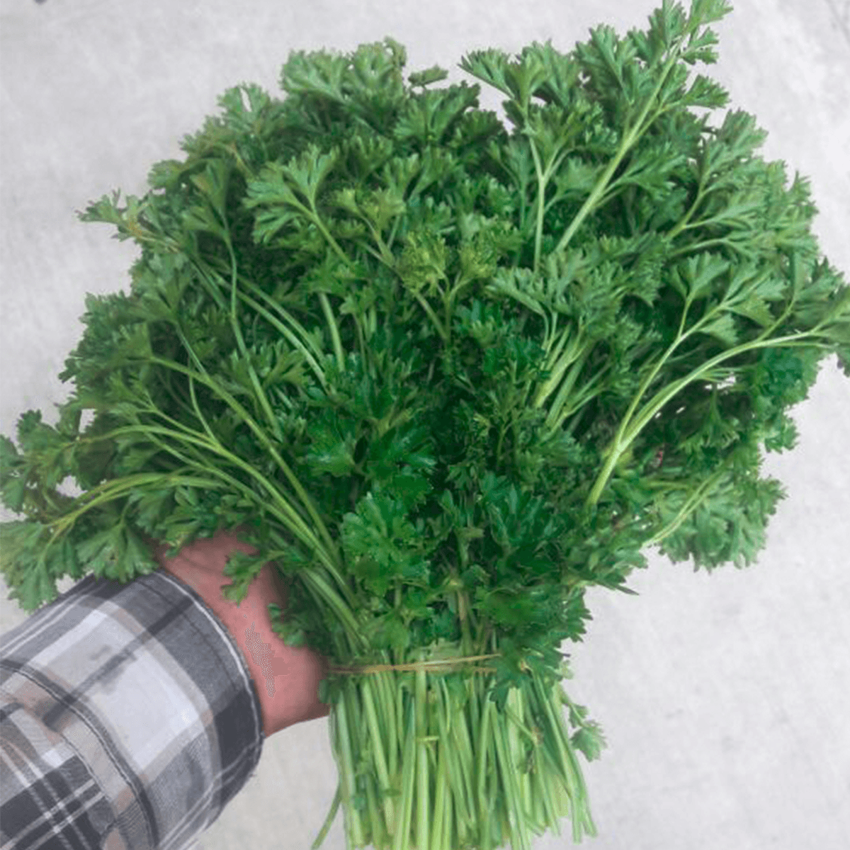 Perejil chino Forest Green  1Lb