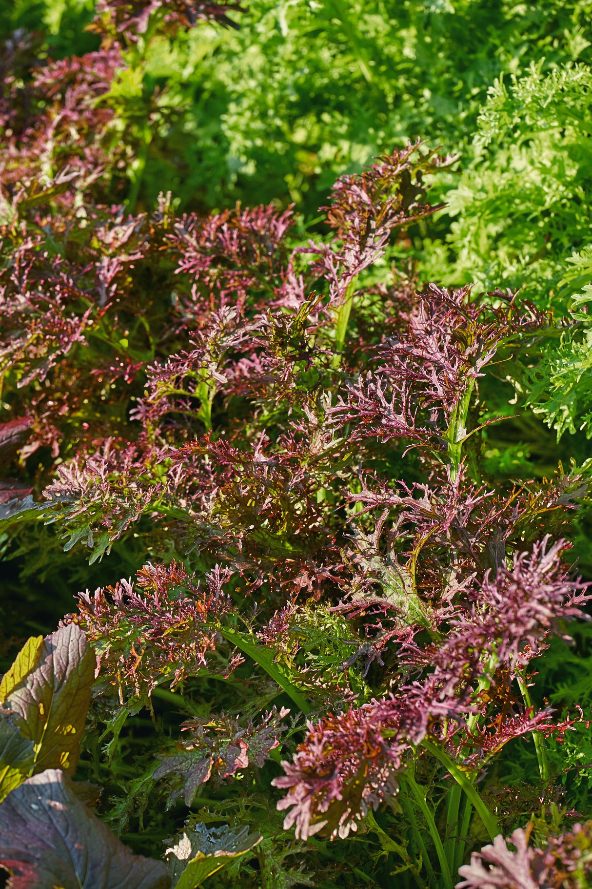 Mostaza Red Streaks Sobre 1 Lb