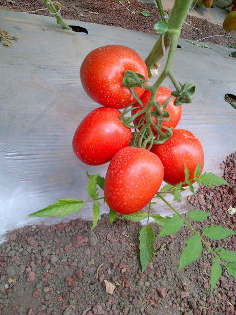 Tomate Namib Sobre 25 millares. Descuento 25% (se aplica en el carrito)