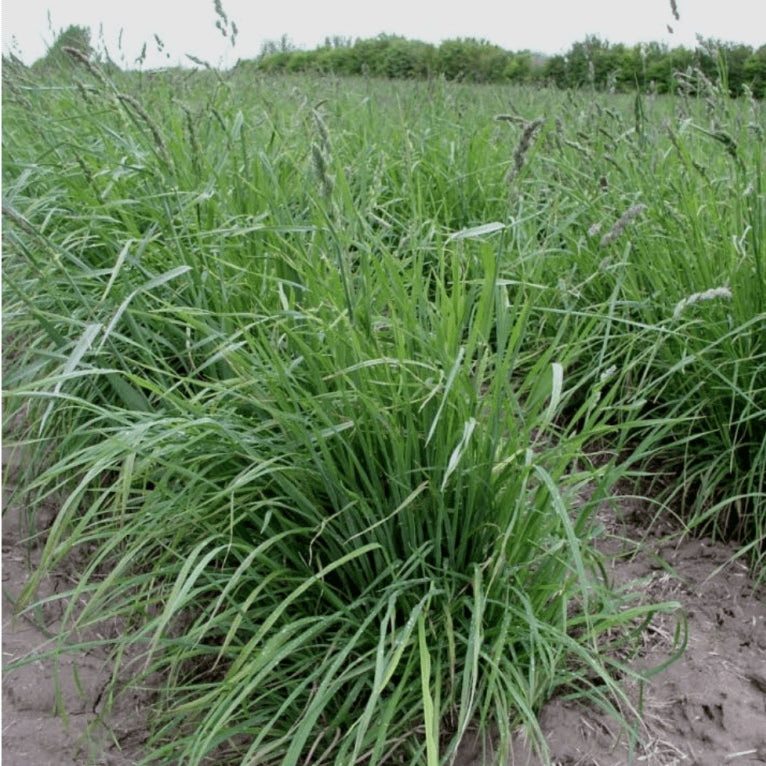 Pasto Orchardgrass Saco 50 Lb
