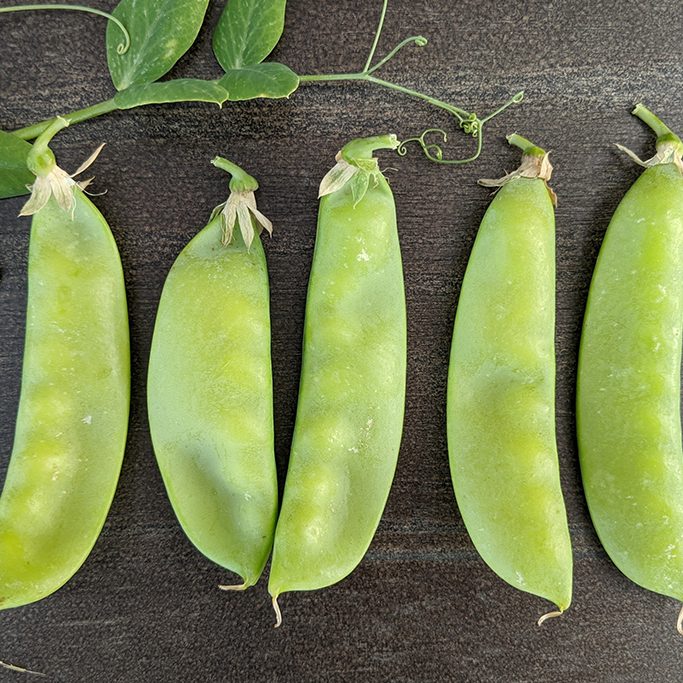 ChÍcharo OSP II Sac 50Lb