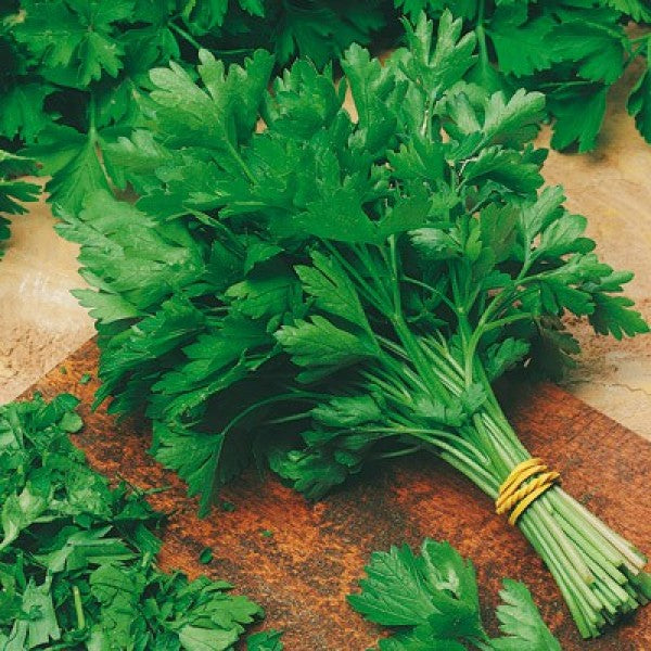 Perejil Italian Dark Green Saco 25 Lb