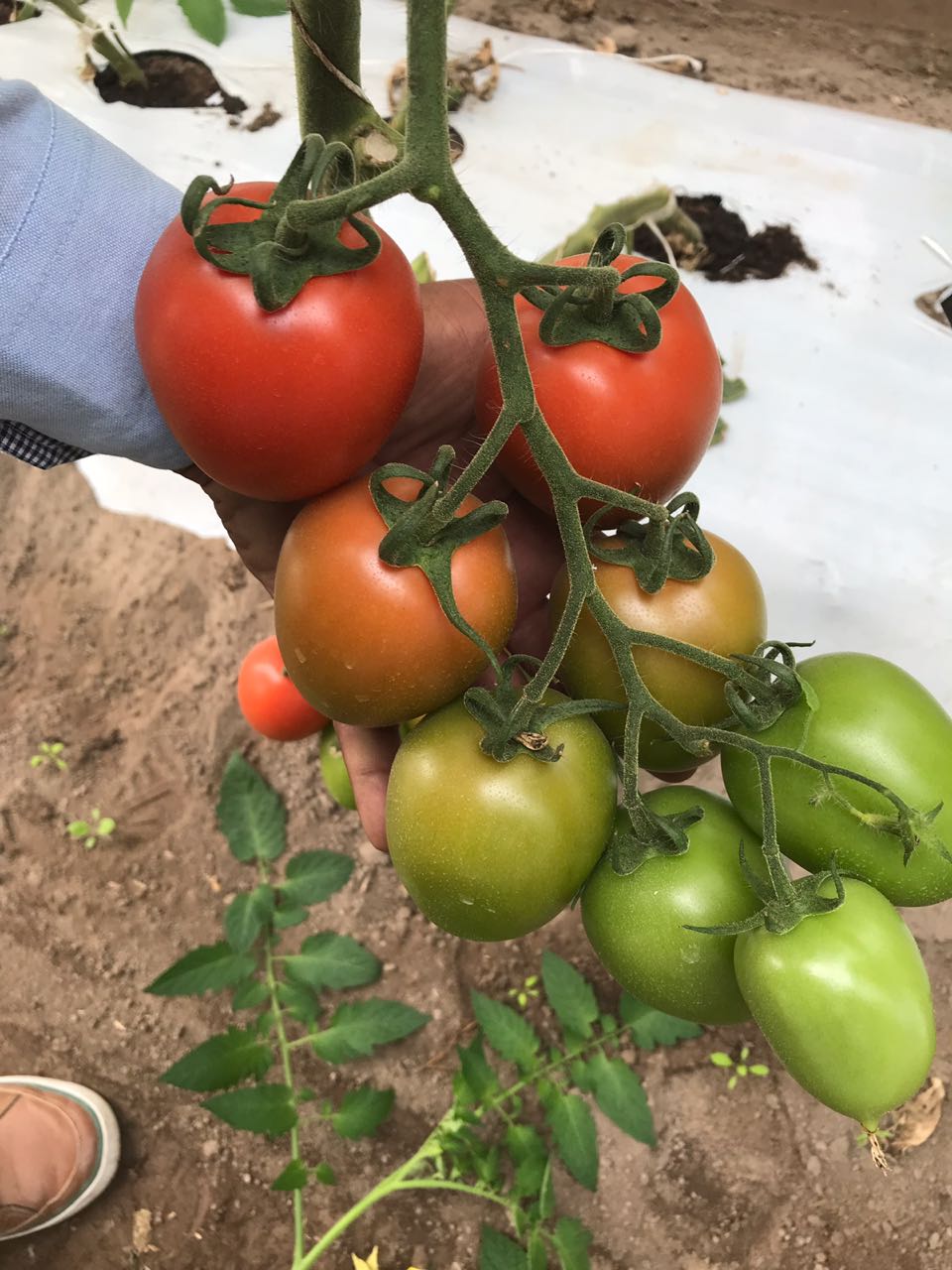 Tomate Mision Sobre 1 Millar