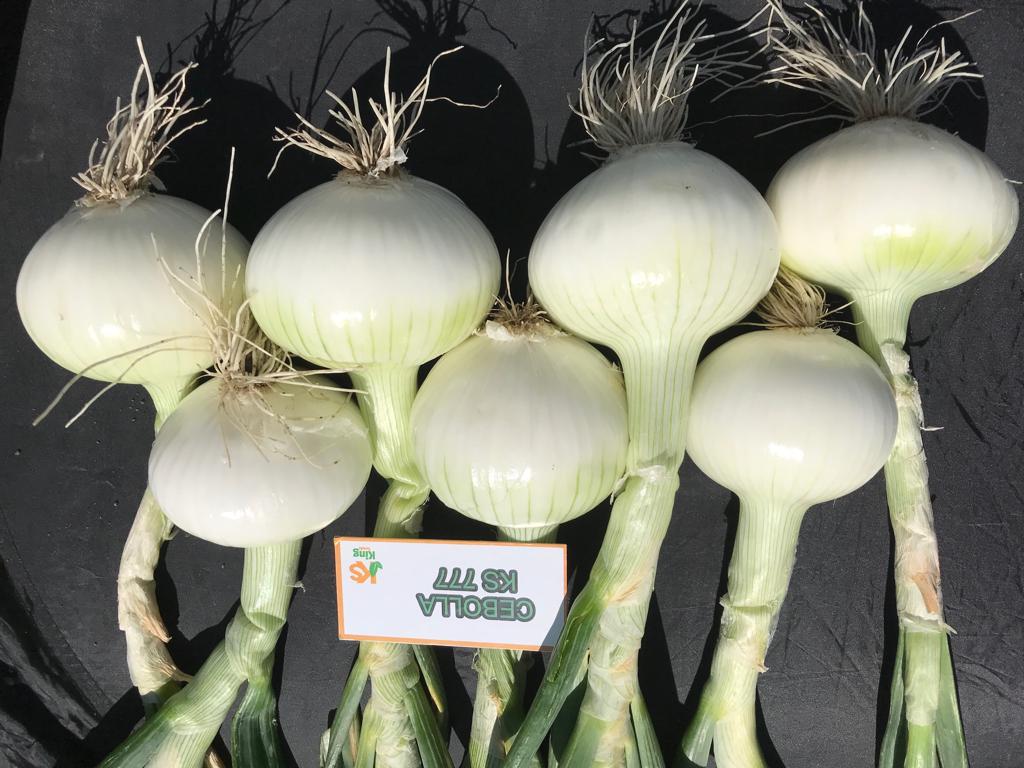 Cebolla Blanca KS-777 F1 Sobre 100 millares. Descuento 5% (se aplica en el carrito)