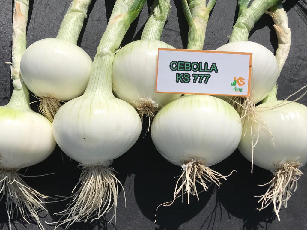 Cebolla Blanca KS-777 F1 Sobre 100 millares. Descuento 5% (se aplica en el carrito)