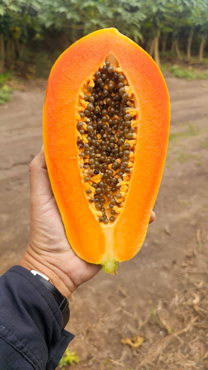 Papaya DC2 Colimosa Sobre 2.5 millares