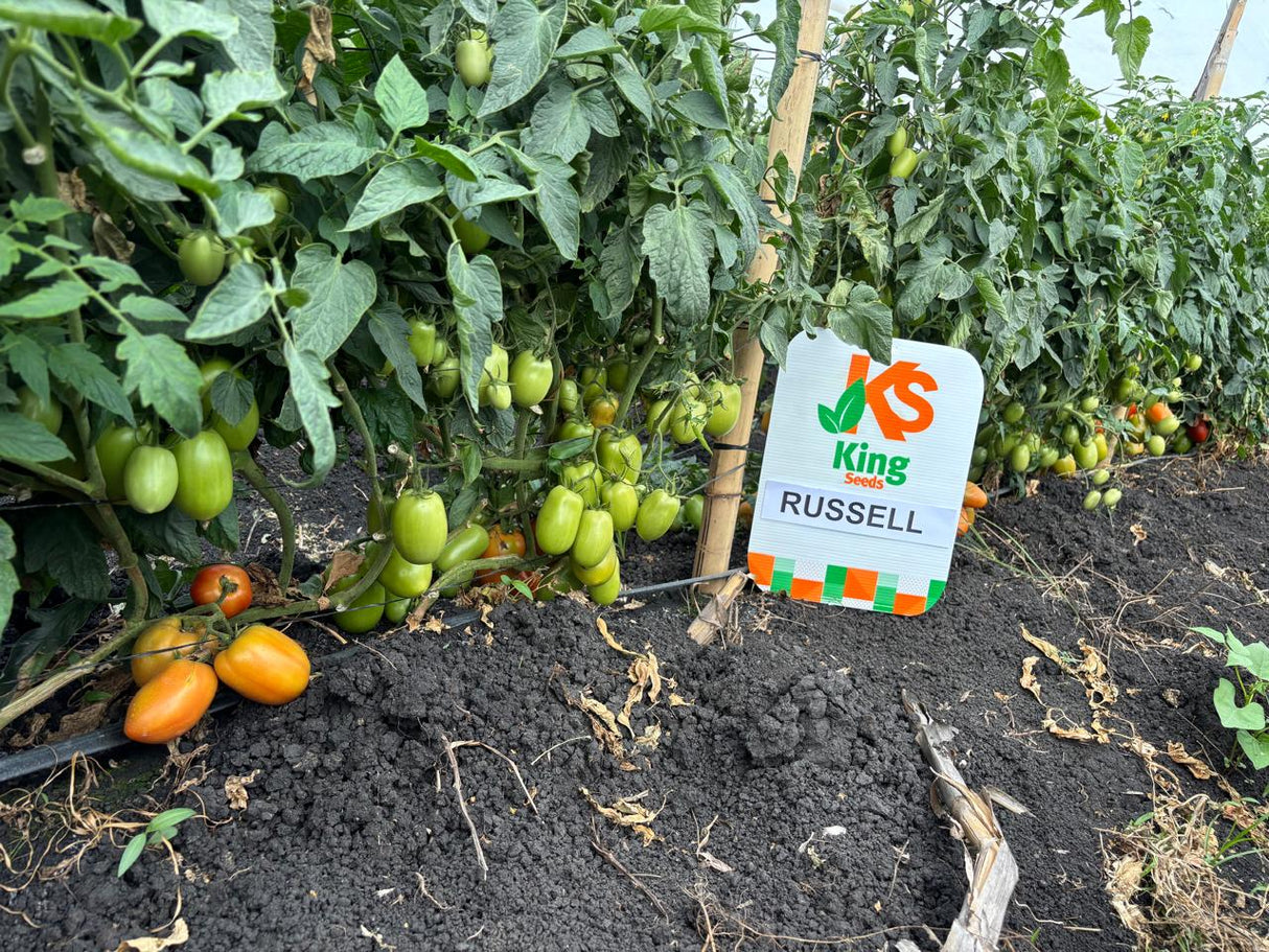 Tomate determinado Russell Sobre 1 millar