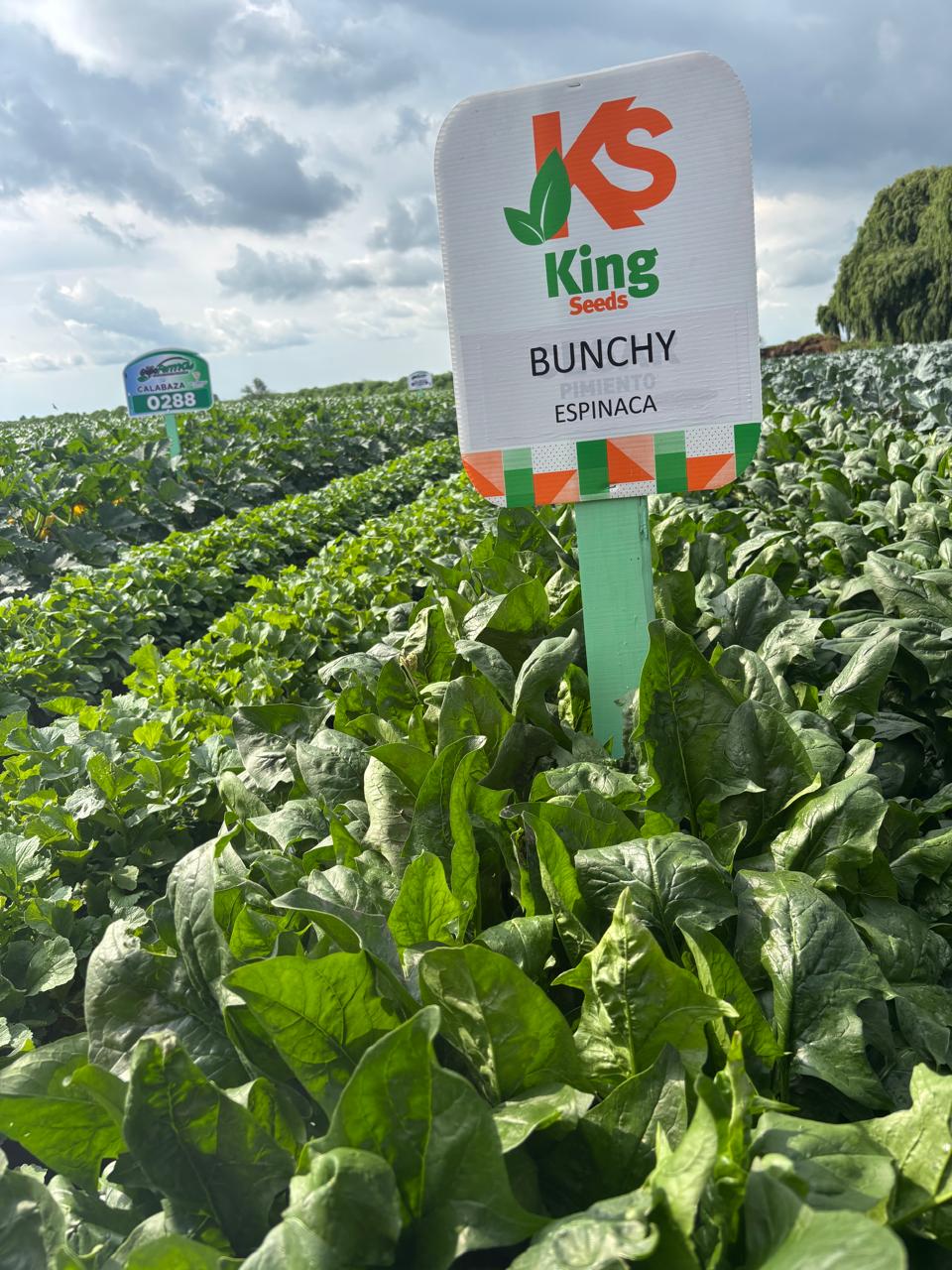 Espinaca Bunchy (TSP 536) Sobre 50 Millares