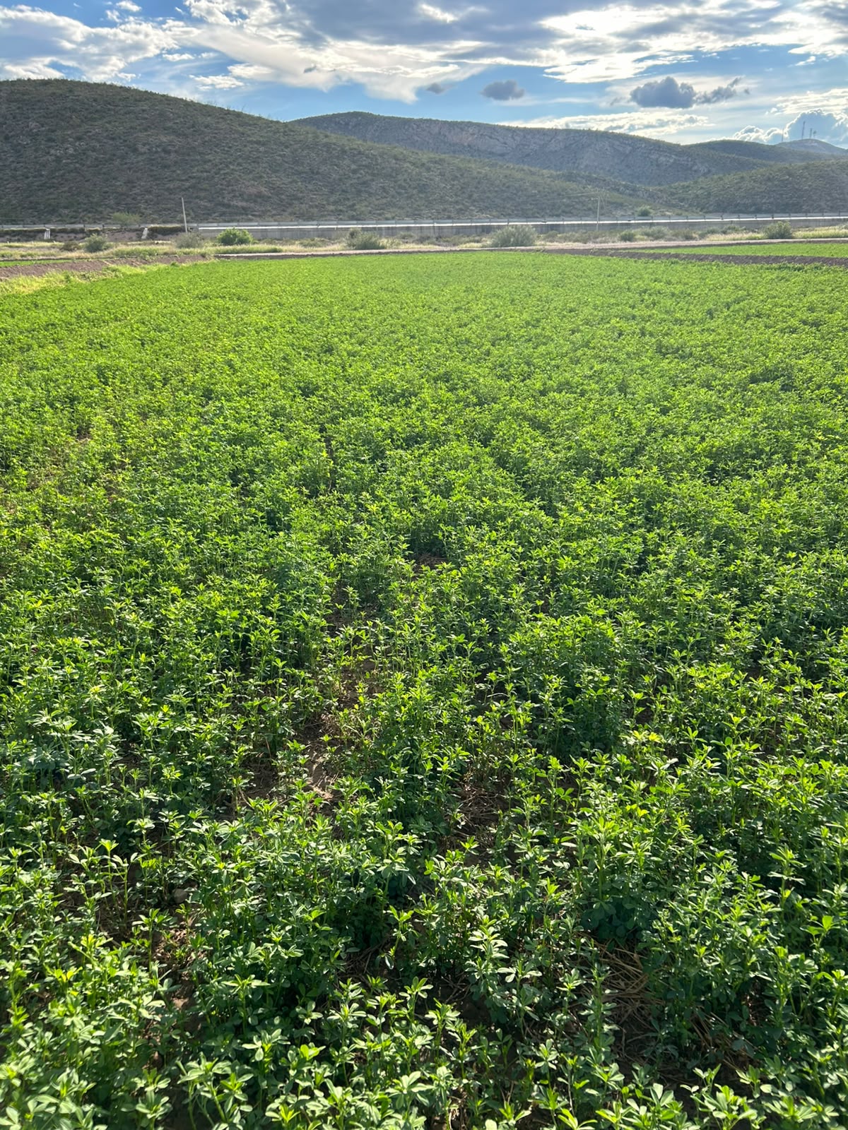 Alfalfa LS10X peletizada saco 20 Kg