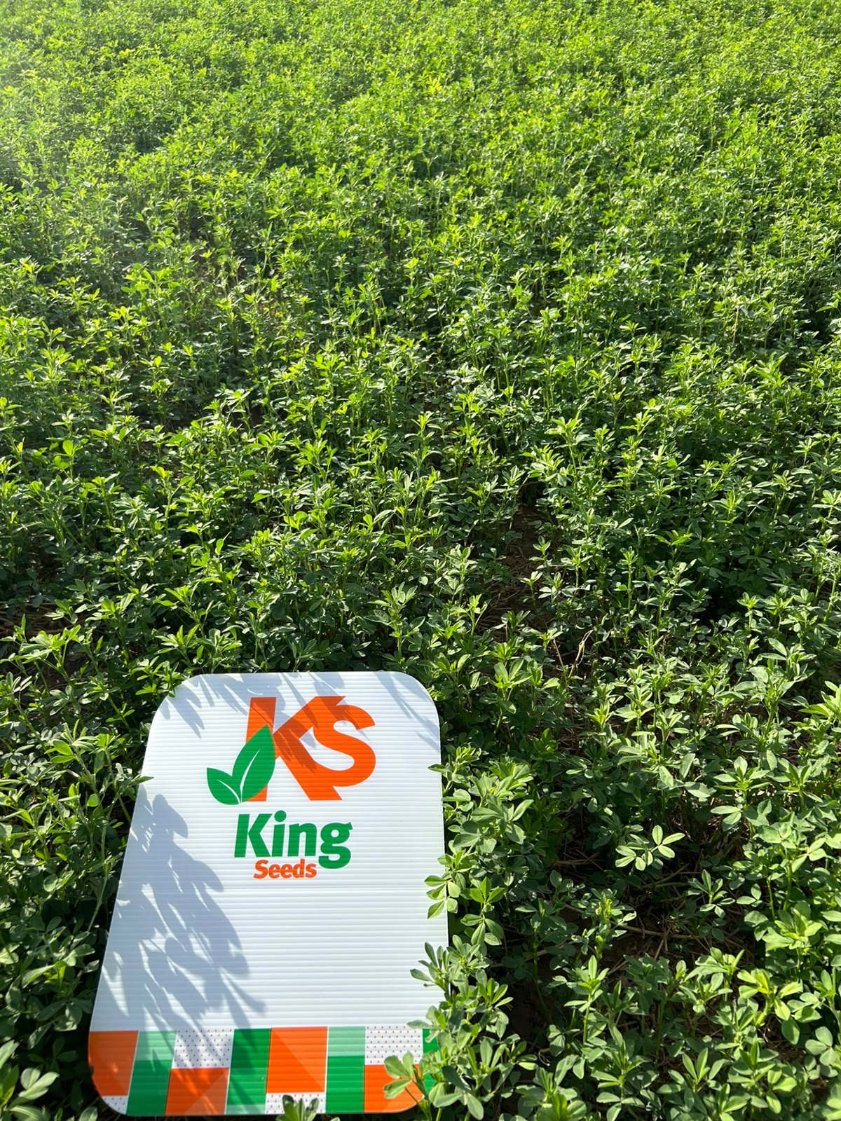 Alfalfa LS10X peletizada saco 20 Kg