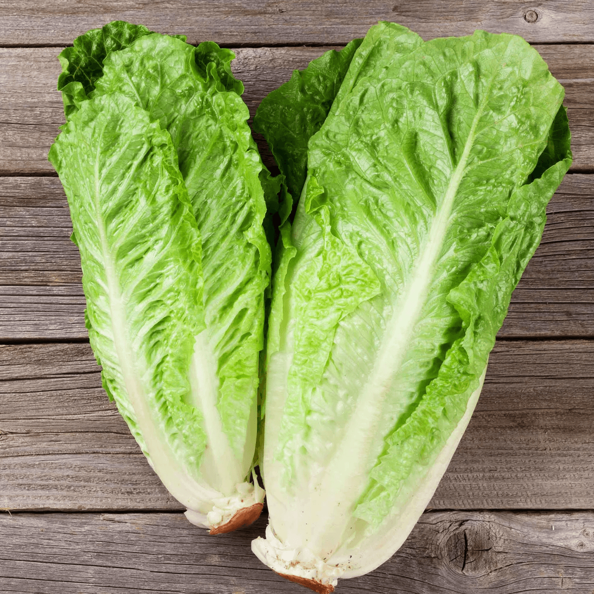 Lechuga Parris Island Cos Sobre 1 Libra