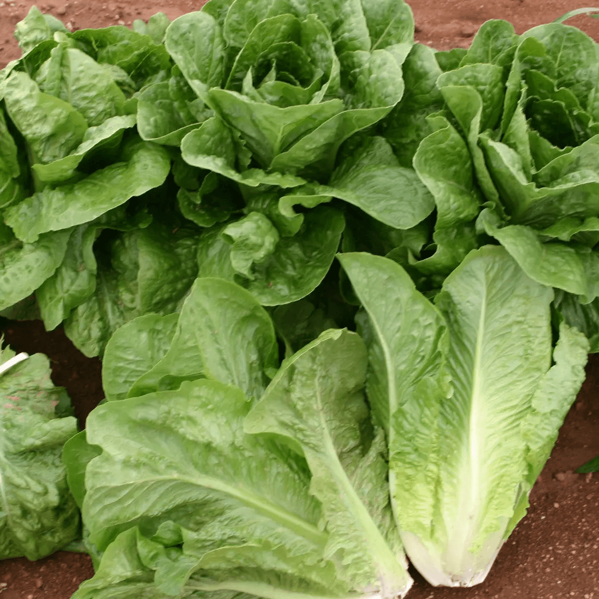 Lechuga Parris Island Cos Sobre 1 Libra