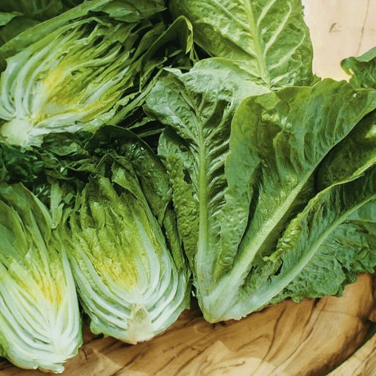 Lechuga Parris Island Cos Sobre 1 Libra