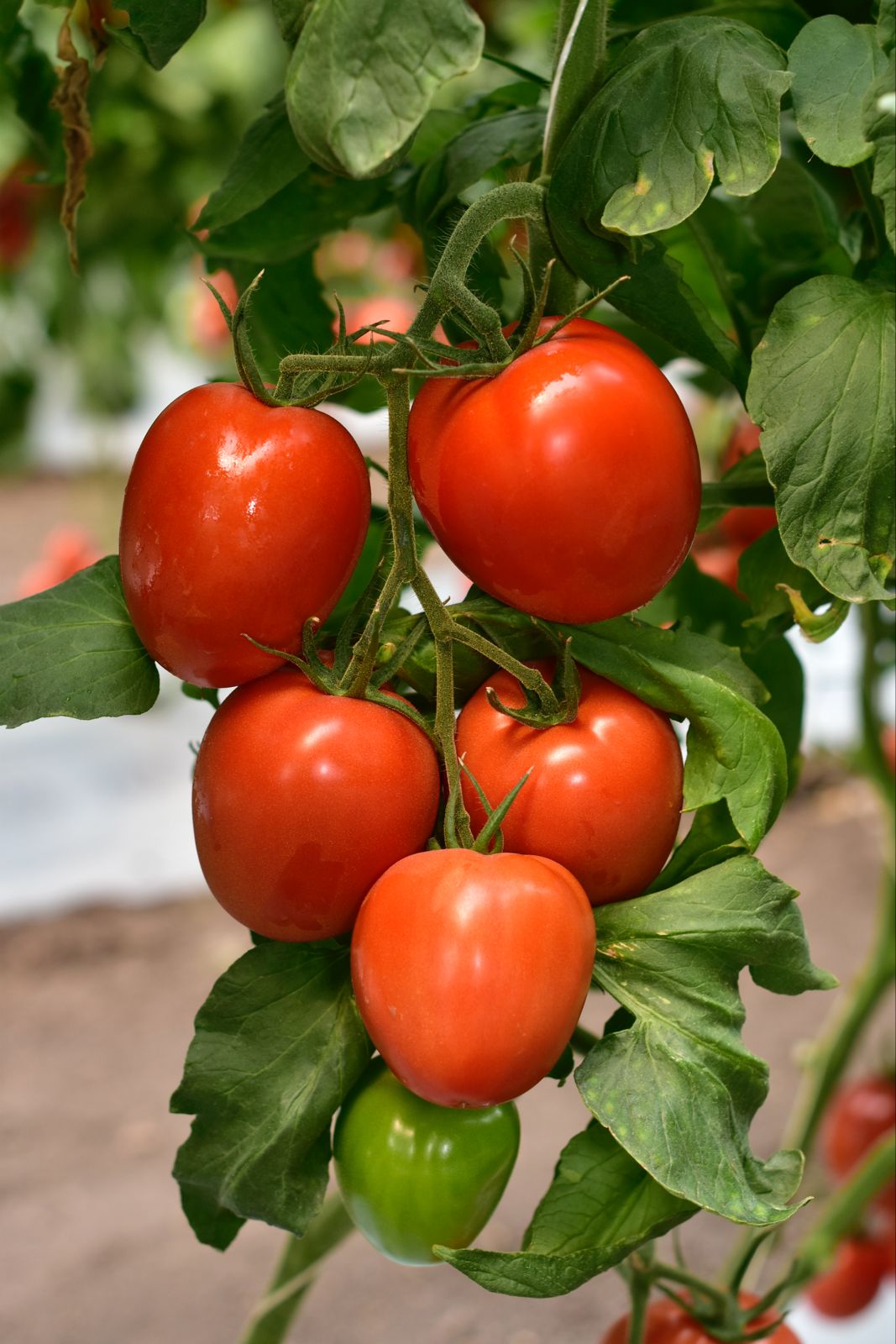 Tomate Peñasco Sobre 1 millar