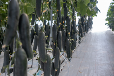 Pepino (7840) Anaconda Sobre 1M