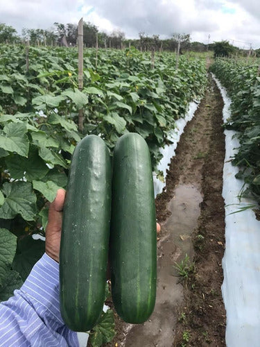 Pepino Naolin Sobre  15 Millar