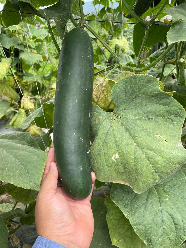 Pepino Naolin Sobre  15 Millar