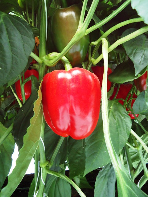 Pimiento Rojo Cannon Sobre 10 millares