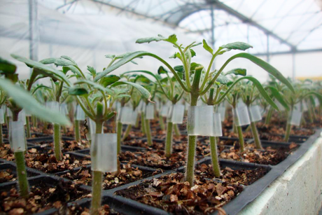 Porta Injerto Aorta 1 Millar Sin tratamiento Primed