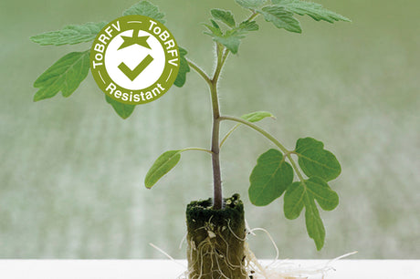 Porta Injerto Fervour Sobre 1 Millar