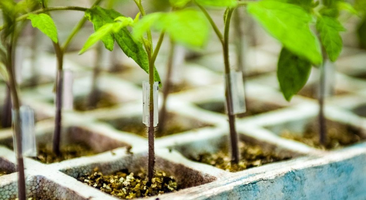 Porta Injerto Super Shintosa 1 Millar